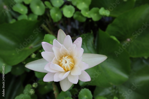 pink water lily