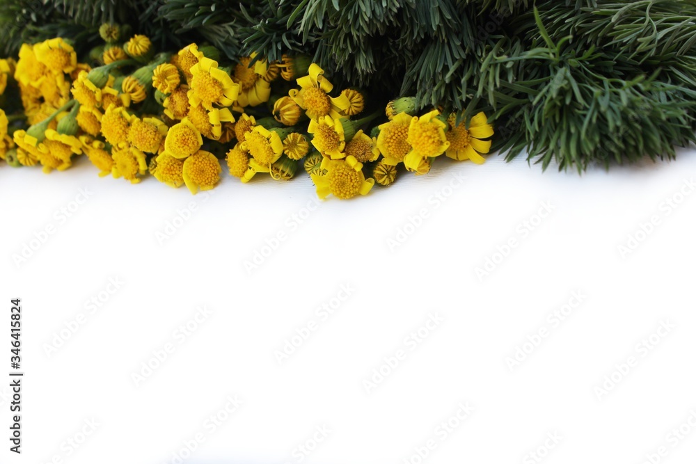 Frame of meadow grass and yellow daisies isolated on white with copy space for text. Yellow flowers lined up on a white background. Background for postcards for Mother's Day, St. Valentine.