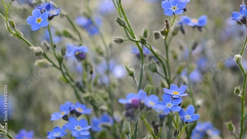 Forget me nots moving on a gentle breeze