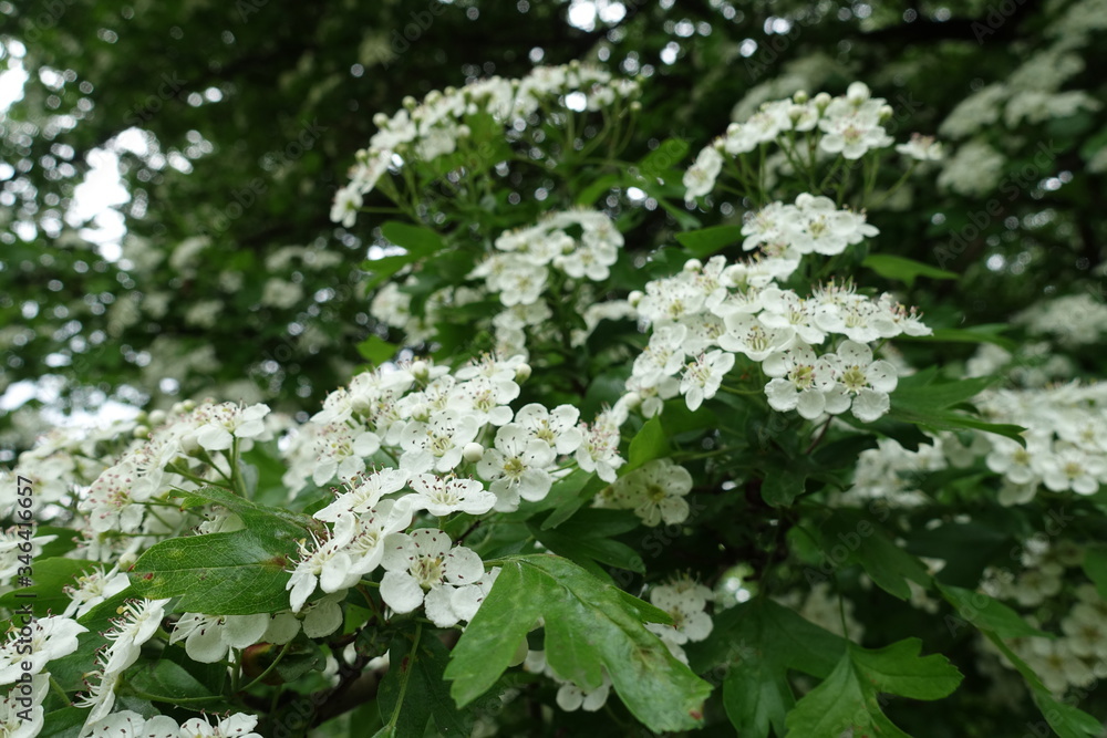 Closeup of white flowers of Crataegus monogyna in May Closeup of white flowers of Crataegus monogyna in May