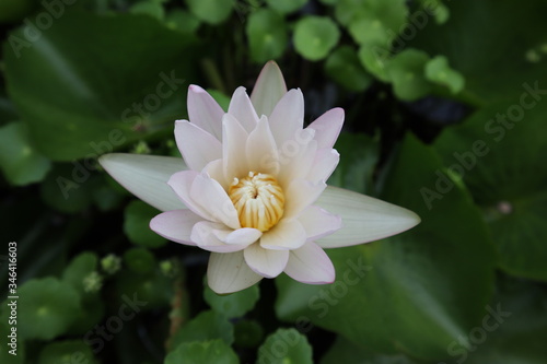 pink water lily