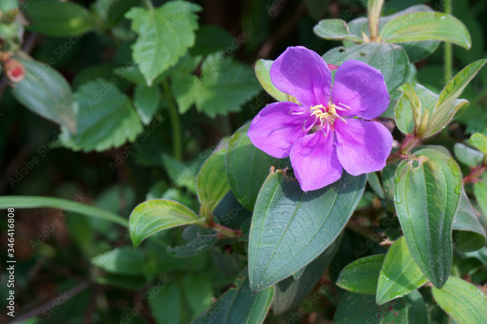 Purple flower blooming in the morning. Melastoma malabathricum