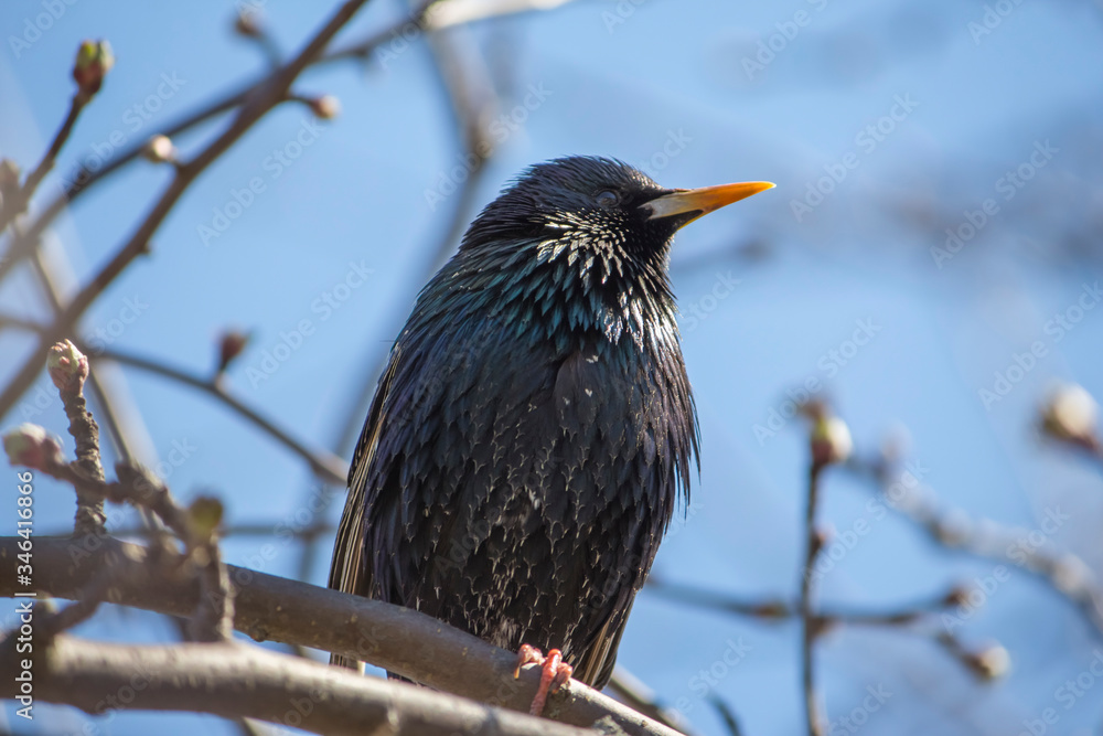 a black Starling sits on a branch in spring in Sunny weather a black Starling sits on a branch in spring in Sunny weather