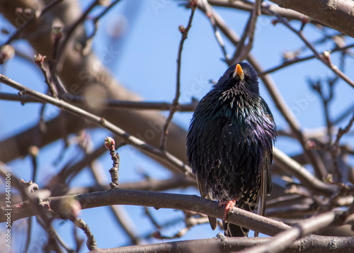 a black Starling sits on a tree among the branches in spring in Sunny weather