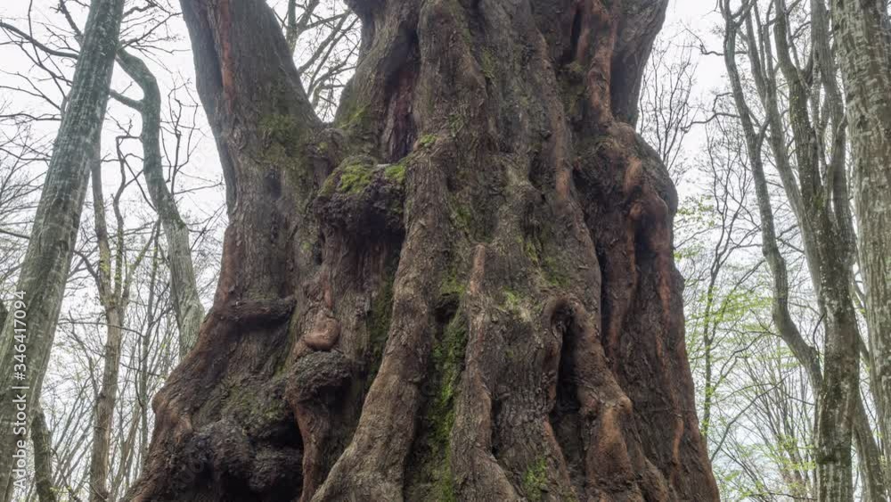 View of the large wrinkly tree trunk View of the large wrinkly tree trunk