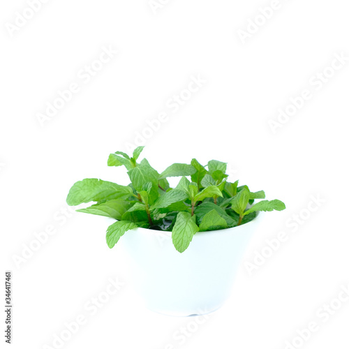 Close up Fresh spearmint leaves isolated on the white background with clipping path, Mint or peppermint herb concept.

