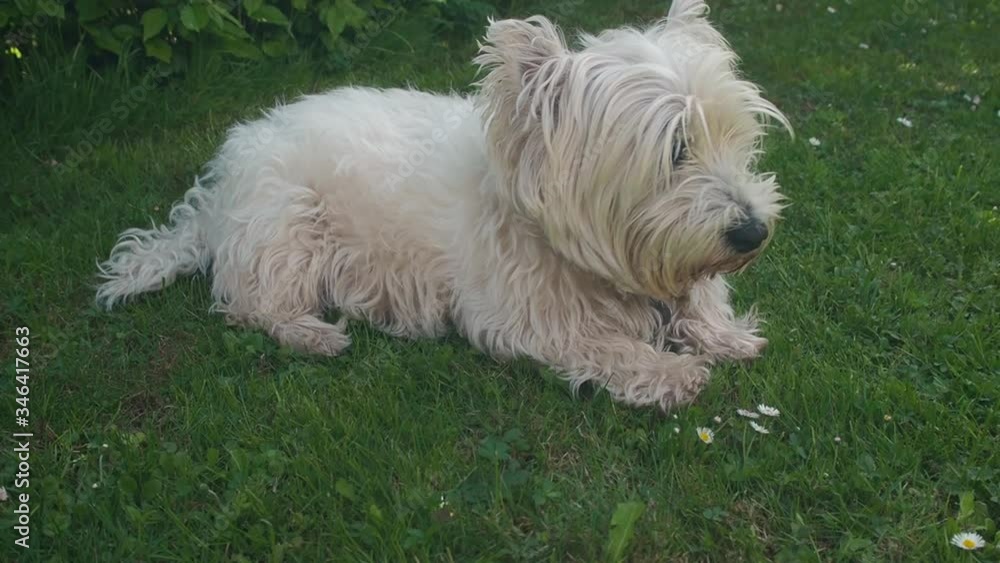 Portrait of West Highland White Terrier. White dog lying. Portrait of West Highland White Terrier. White dog lying.