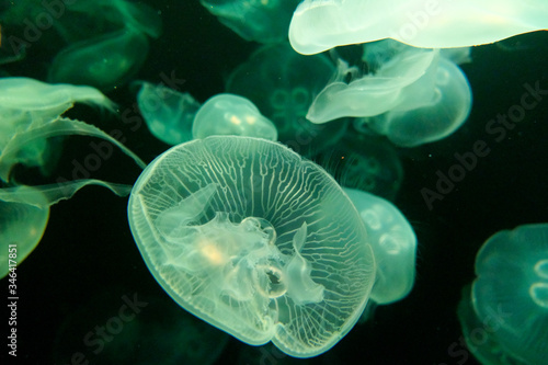 Meduses