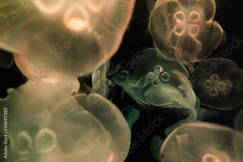 Meduses