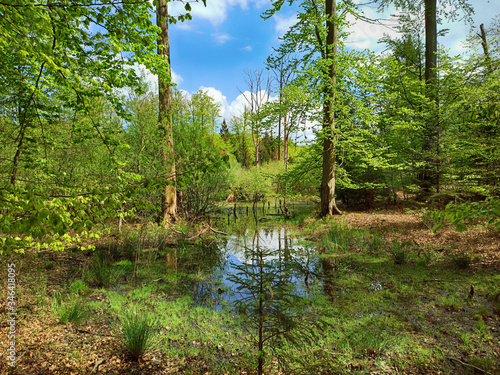 Kaltenhofer Moor in Schleswig-Holstein in Germany