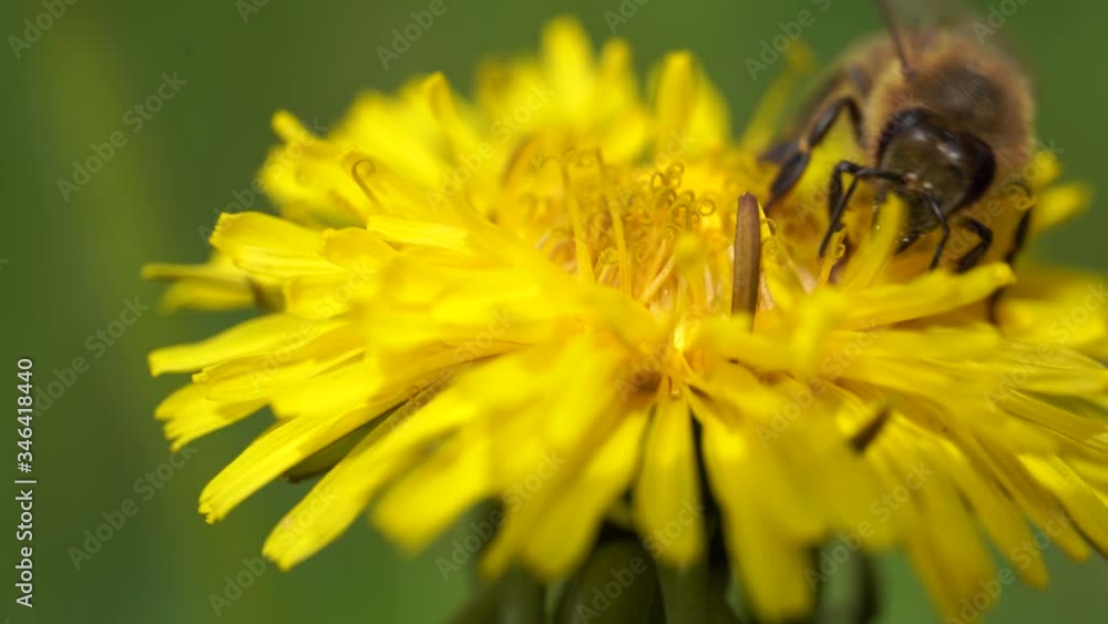 Yellow dandelions with a bee. Honey bee collecting nectar from dandelion flower. Close up flowers yellow dandelions.Bright dandelion flowers on the background of green spring meadows Yellow dandelions with a bee. Honey bee collecting nectar from dandelion flower. Close up flowers yellow dandelions.Bright dandelion flowers on the background of green spring meadows