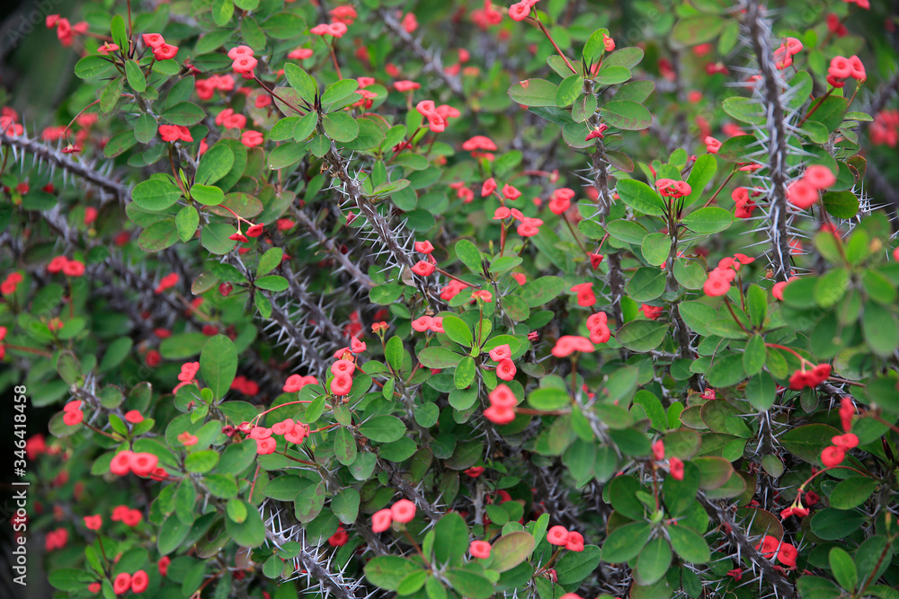 Christusdorn (Euphorbia milii) Pflanze mit roten Blüten Stock-Foto | Adobe  Stock