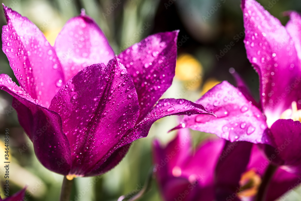 purple tulip flower bouquet close up still on a Pink background.After the rain, spring drops of dew. Nature, macro petal flower, close up. Fresh tender summer card. Blur background. purple tulip flower bouquet close up still on a Pink background.After the rain, spring drops of dew. Nature, macro petal flower, close up. Fresh tender summer card. Blur background.