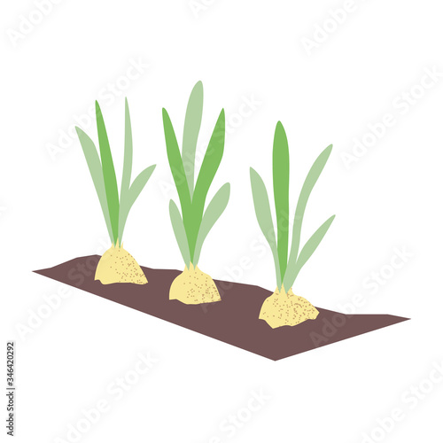 Bulbs growing in the ground. Young green onion shoots in the garden. Hobby or business gardening and breeding plants. Stock simple flat vector illustration isolated on white background.