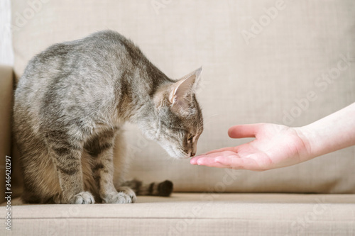 Tableau sur toile A gray striped cat sits on a beige sofa and sniffs a owner hand