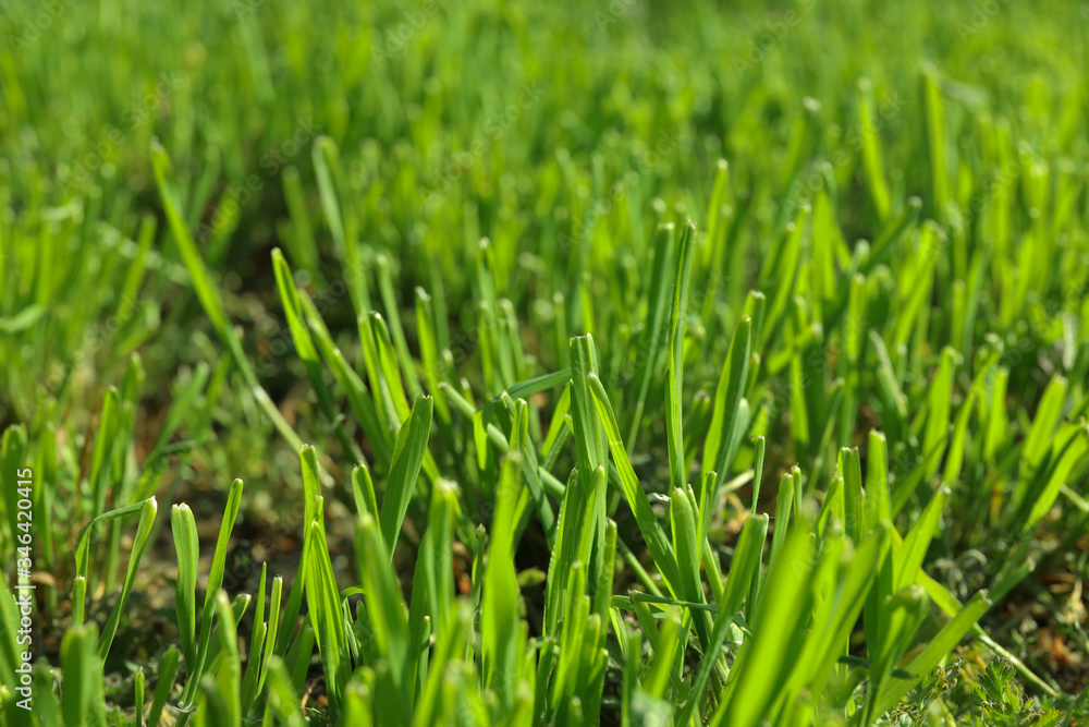 Lush green grass outdoors on sunny day, closeup