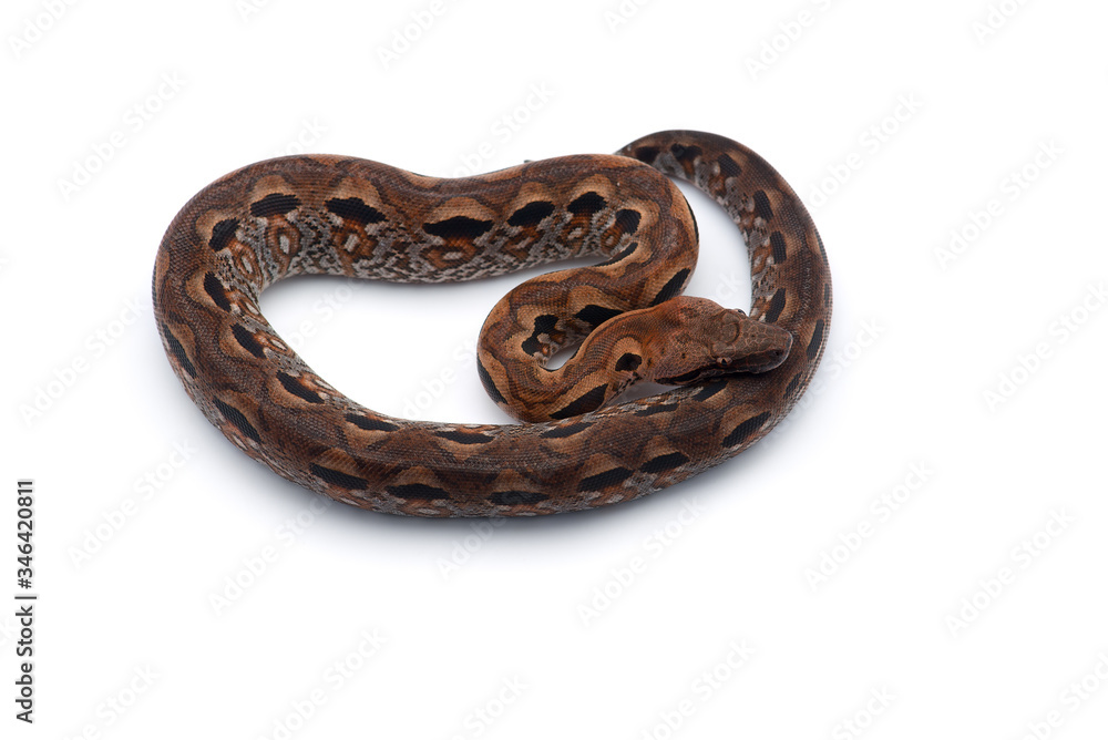Madagascar ground tree boa isolated on white background Madagascar ground tree boa isolated on white background