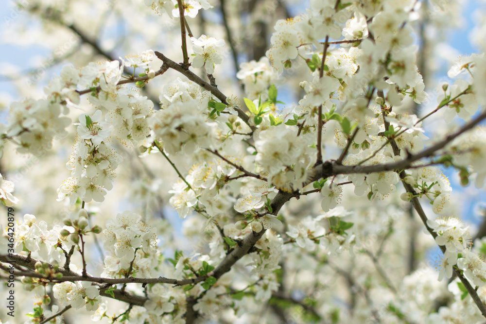 A tree blooms in spring with white flowers. Spring flowering. A tree branch on a background of blue wood A tree blooms in spring with white flowers. Spring flowering. A tree branch on a background of blue wood