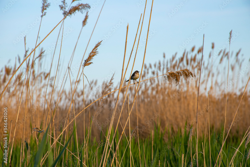 A little bird sits on a twig.