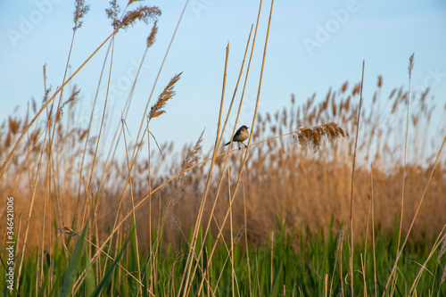 A little bird sits on a twig.