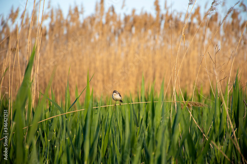 A small bird sits on a twig, against the background of reeds.