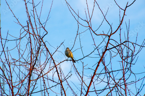 A small bird sits on a twig, against the sky.