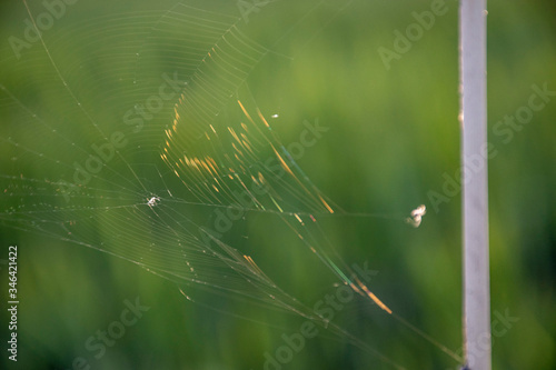 Spider web with glare of the sun's rays, a small spider.