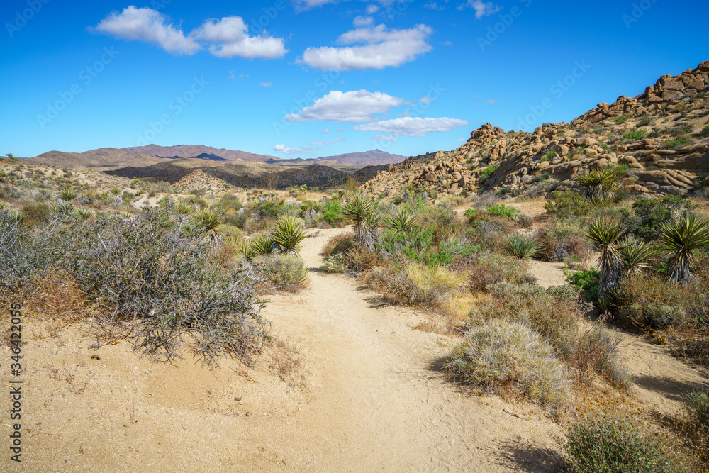 hiking the lost palms oasis trail in joshua tree national park, california, usa