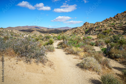 hiking the lost palms oasis trail in joshua tree national park  california  usa