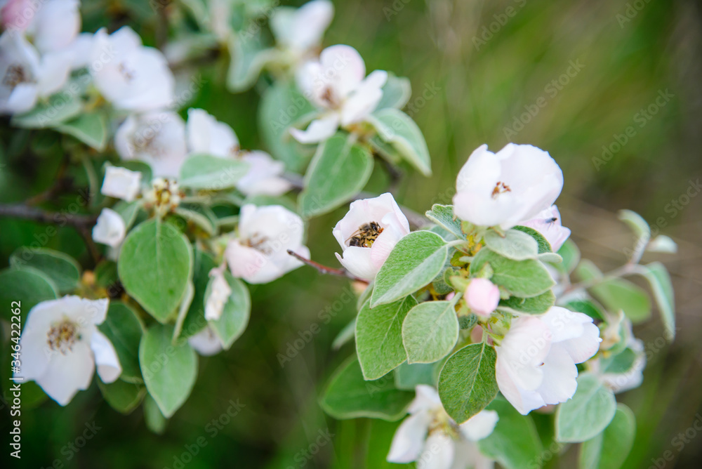 bee collects honey on a flowering tree
bee collects honey on a flowering tree