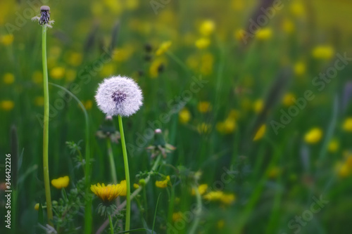 Dandelion stands in the grass next to her an umbrellaless dandelion.