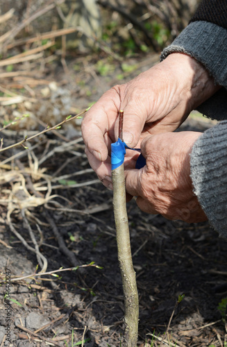 Grafting a fruit tree a gardener is strengthening the union of root stock and a scion using grafting tape or masking tape in the home orchard in early spring.