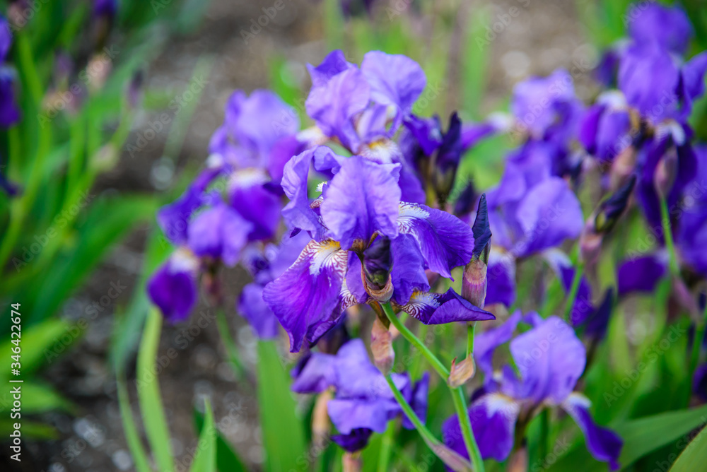 
purple iris