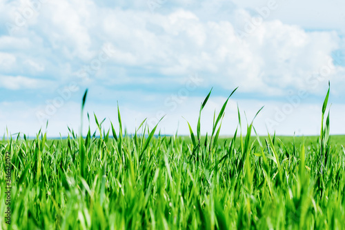 Horizon.Green field with Beautiful juicy young spring summer green gras.Wheat field.Blue sky with clouds