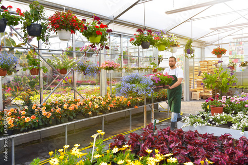 G  rtnerei im Blumenhandel - Blumen im Gew  chshaus    happy worker growing flowers in a greenhouse of a flower shop