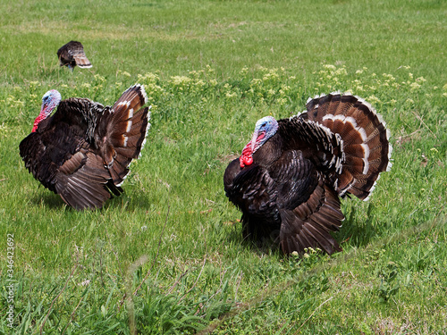 Strutting male turkeys on a green meadow, displaying in the spring mating season