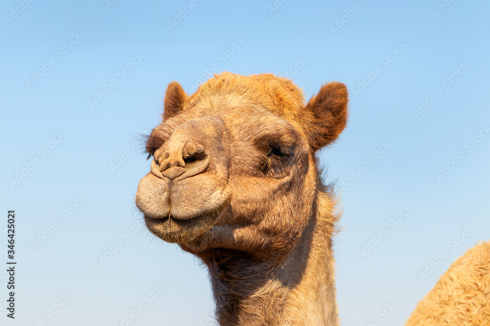 Fototapeta premium African Camel in the Namib desert. Funny close up