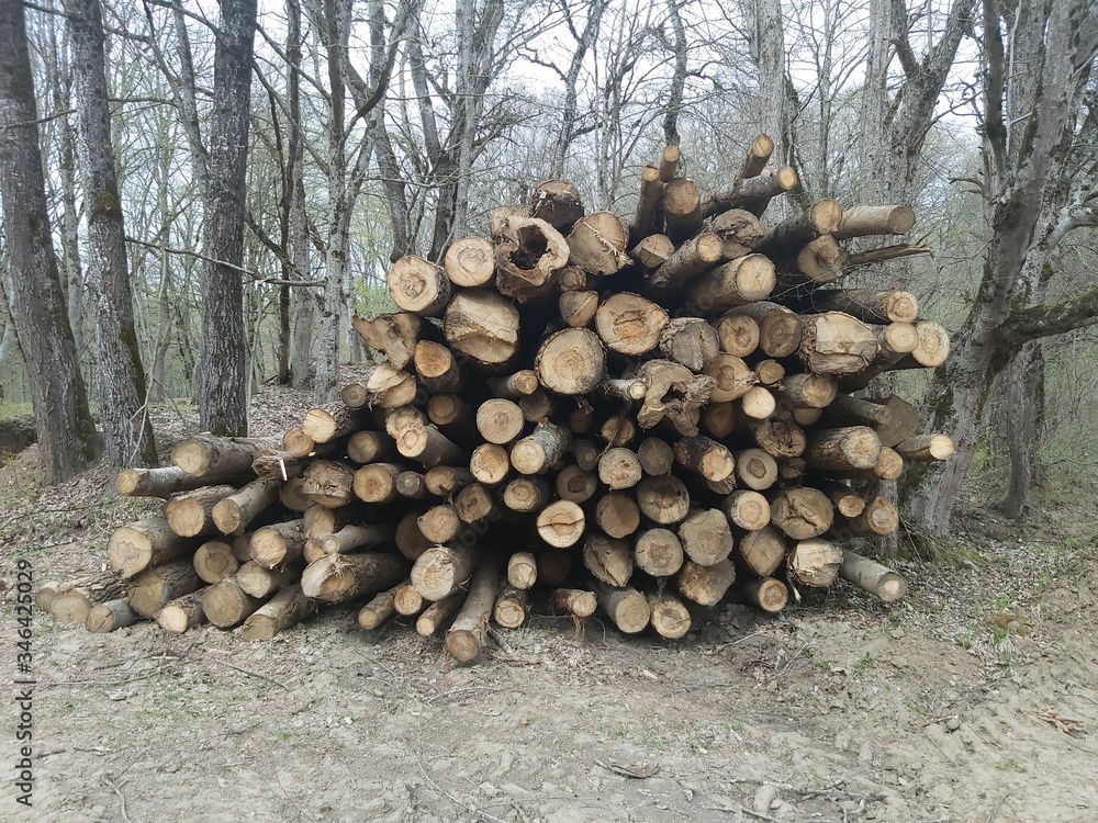 logs in the forest