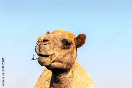 African Camel in the Namib desert.  Funny close up © Yuliia Lakeienko