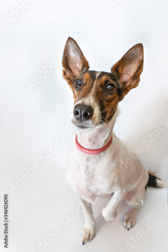 Parson russell terrier dog with erect ears. Funny face with a question.