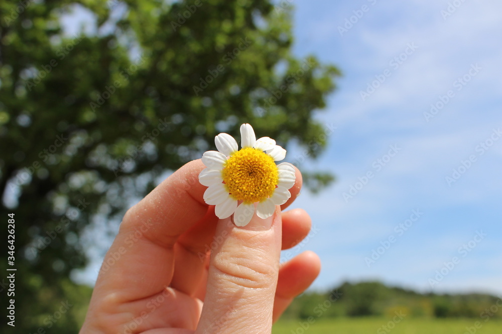 fleur paquerette fleur paquerette