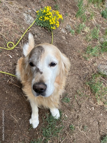 golden retriever dog