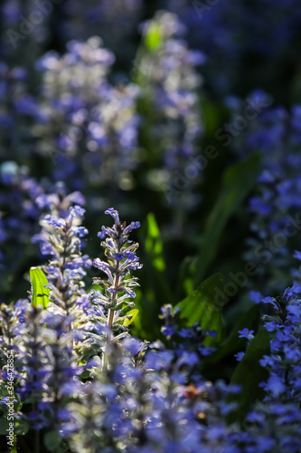 Ajuga reptans perennial plant with blue flowers photo