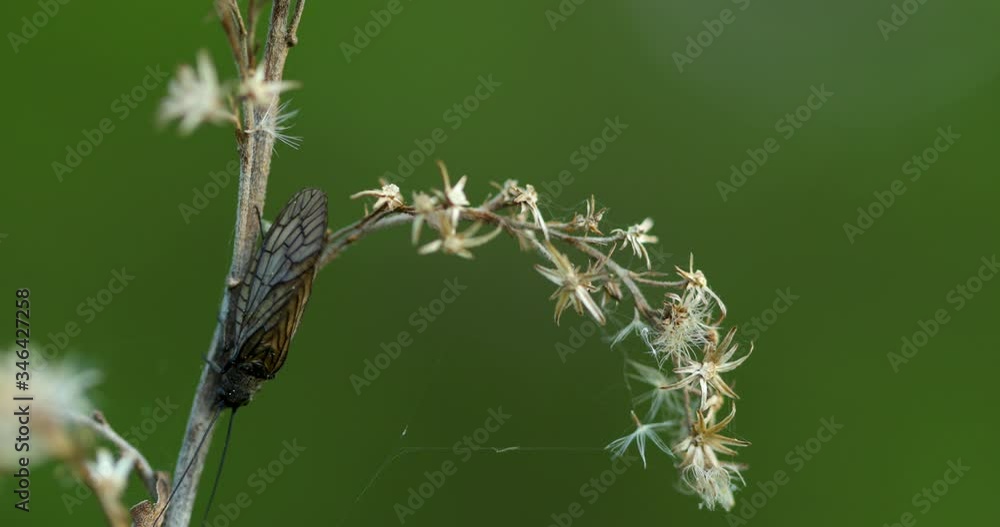 Macro view of an insect sitting on the side of a small piece of grass moving during a strong wind with slow movements of the wings and feet on a stalk of grass during a sunny day 60fps Macro view of an insect sitting on the side of a small piece of grass moving during a strong wind with slow movements of the wings and feet on a stalk of grass during a sunny day 60fps