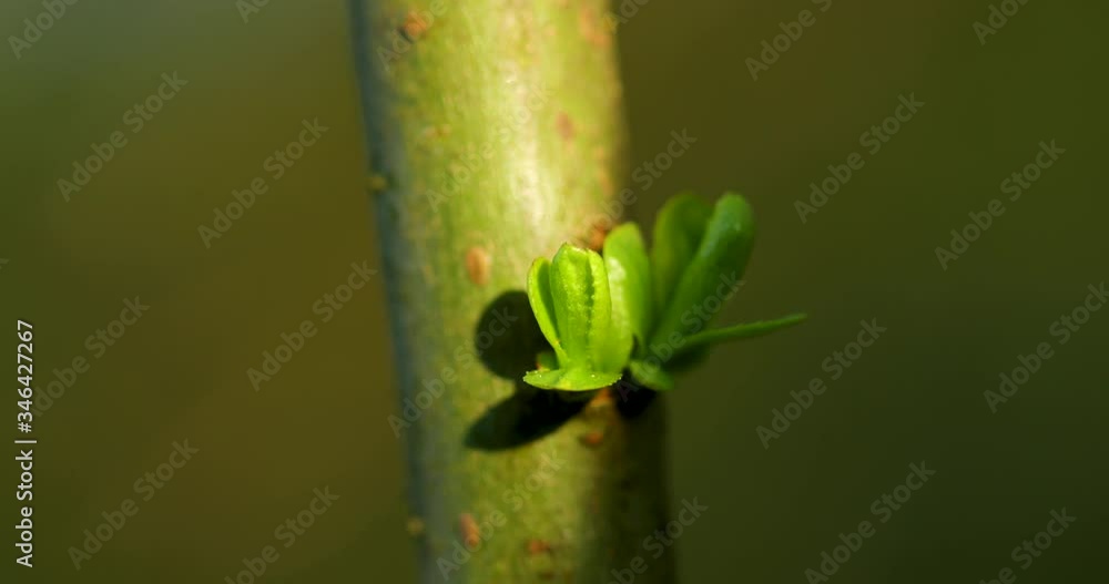 Close-up macro view of a tree twig and a newly growing bud that is clubbing out during sunny weather and with a change of shade and the transition of the sun through the clouds 60fps Close-up macro view of a tree twig and a newly growing bud that is clubbing out during sunny weather and with a change of shade and the transition of the sun through the clouds 60fps