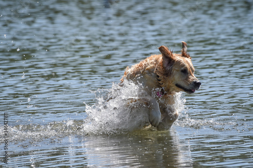 golden retriever dog runs free jumping and diving into the water and making many sketches