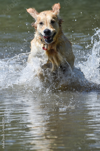 golden retriever dog runs free jumping and diving into the water and making many sketches with dramatic faces
