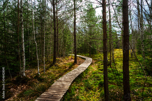 Trail wooden walkway through beautiful forest in summer HDR