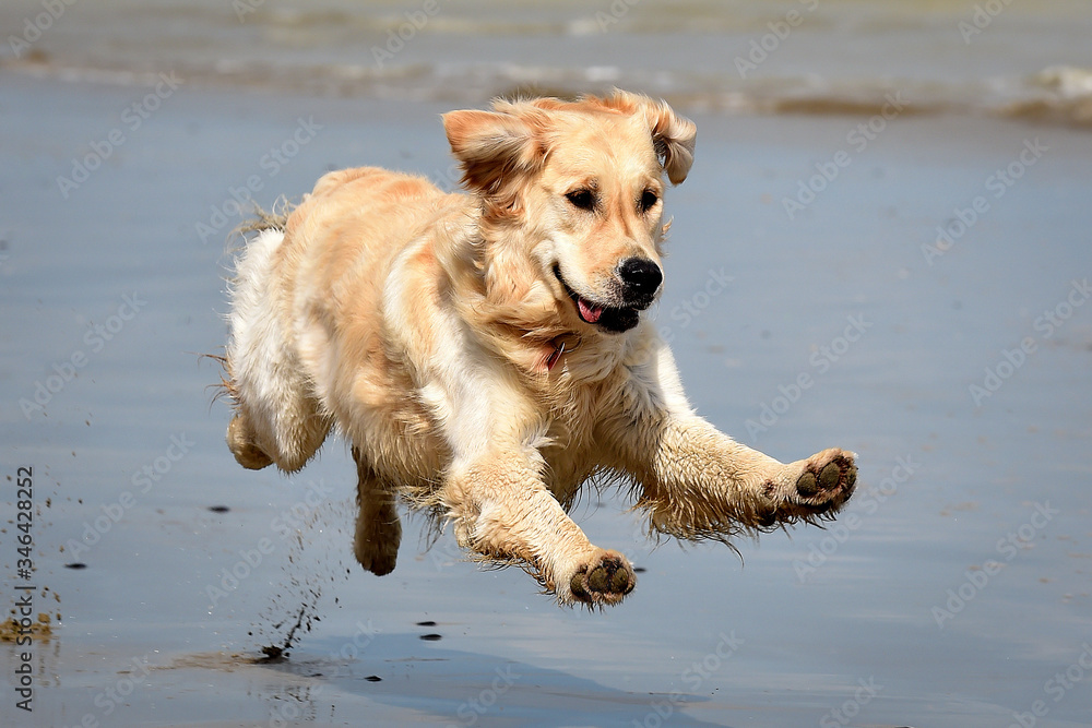 golden retriever dog jumping and runs free on the beach golden retriever dog jumping and runs free on the beach