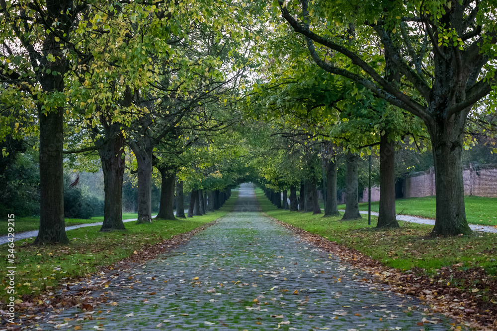 Naklejka premium Tree alley at Fall in Bilzen Belgium
